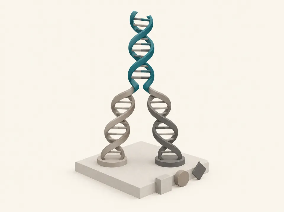 Isometrisk illustration af to DNA-spiraler, der mødes i en tredje, uden tekst